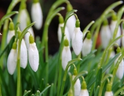 Schneeglöckchen (Galanthus)