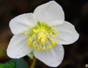 Schneerose (Helleborus niger)
