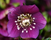 Christrose (Helleborus orientalis)