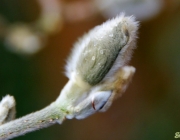 Sternmagnolie (Magnolia stellata)