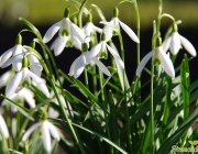 Schneeglöckchen (Galanthus)