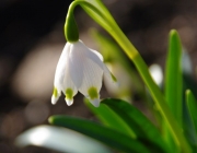 Frühlings-Knotenblume (Leucojum vernum)