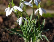 Schneeglöckchen (Galanthus)