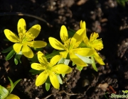 Winterling (Eranthis hyemalis)