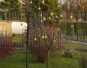 Sauerkirsche (Prunus cerasus)