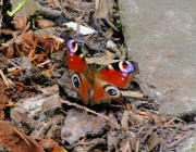 Tagpfauenauge (Aglais io; Syn.: Inachis io, Nymphalis io)