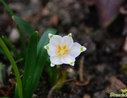Märzenbecher (Leucojum vernum)