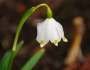 Märzenbecher (Leucojum vernum)