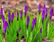 Krokusse (Crocus)