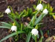 Märzenbecher (Leucojum vernum)