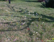 Krokusse (Crocus)