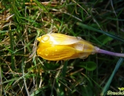 Krokusse (Crocus)