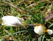 Krokusse (Crocus)