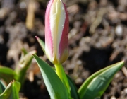 Tulpe (Tulipa)