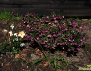 Schneerose (Helleborus niger)