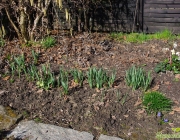 Narzissen (Narcissus)