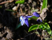 Blaustern (Scilla)