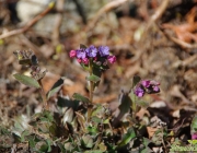 Lungenkraut (Pulmonaria officinalis)
