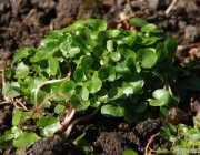 Scharbockskraut (Ficaria verna)