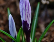 Krokus (Crocus)