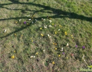 Krokusse (Crocus)
