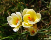 Krokus (Crocus)