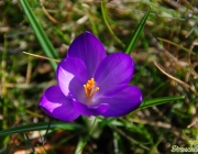 Krokus (Crocus)