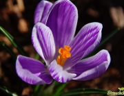 Krokus (Crocus)