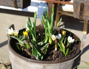 Bunter Frühblühertopf