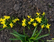 Mini-Narzissen (Narcissus)