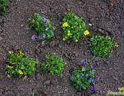 Horn-Veilchen (Viola cornuta)
