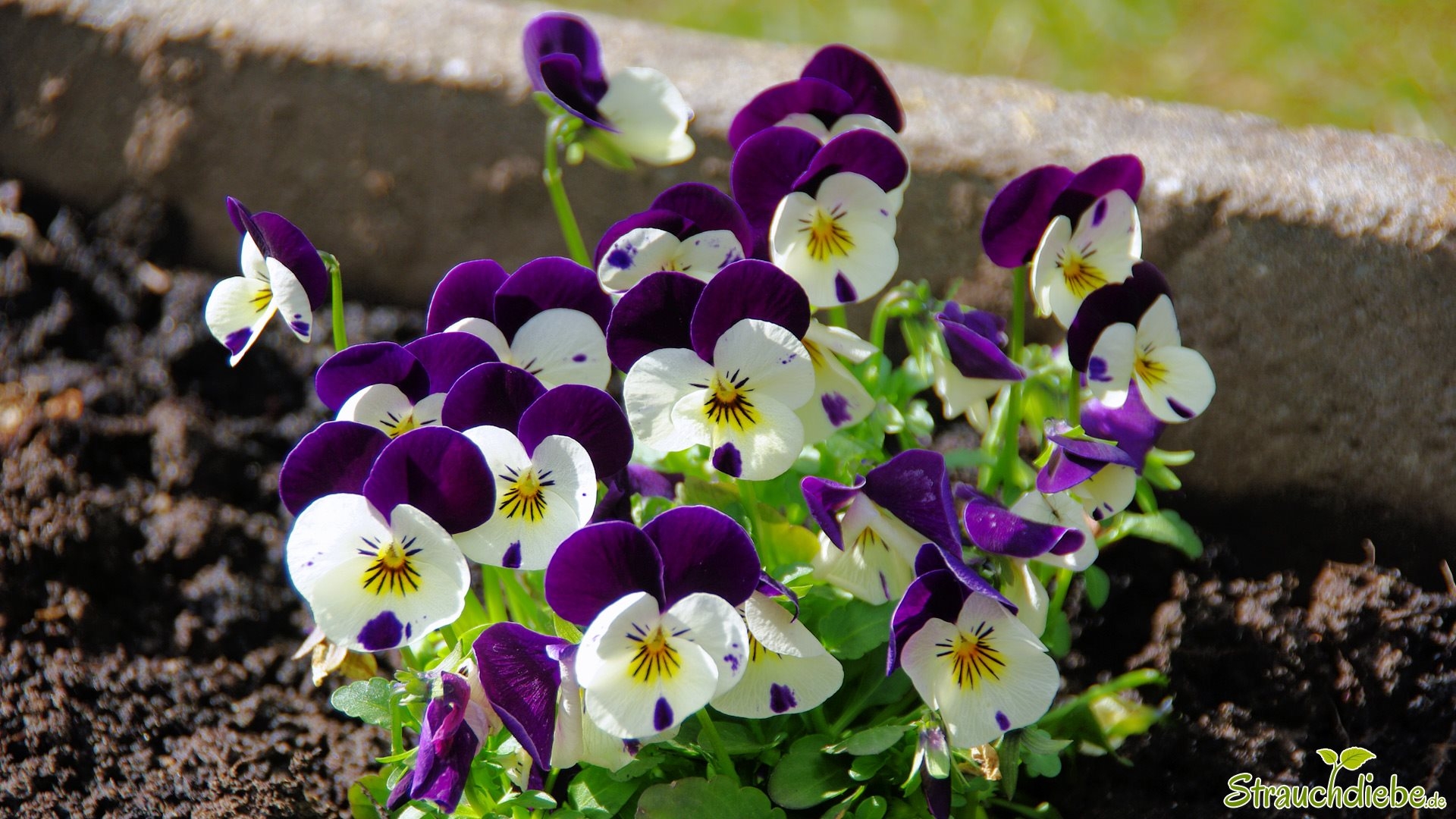 Horn-Veilchen (Viola cornuta)