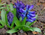 Hyazinthen (Hyacinthus)
