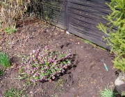 Christrose (Helleborus orientalis)