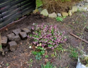 Projekt Pampasgras (Cortaderia selloana)