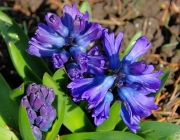 Hyazinthen (Hyacinthus)