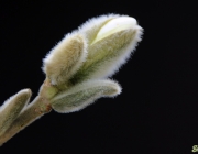 Sternmagnolie (Magnolia stellata)