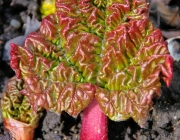 Rhabarber (Rheum rhabarbarum)