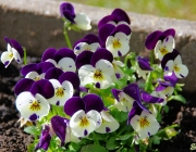 Horn-Veilchen (Viola cornuta)