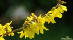 Forsythie (Forsythia × intermedia Zabel)