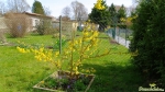 Forsythie (Forsythia × intermedia Zabel)