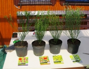 Besenginster (Cytisus scoparius)