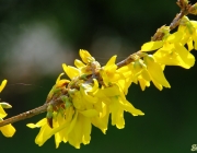 Forsythie (Forsythia × intermedia Zabel)