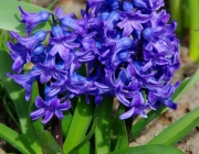 Hyazinthe (Hyacinthus)