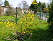 Forsythie (Forsythia × intermedia Zabel)