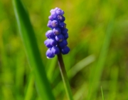 Traubenhyazinthe (Muscari)