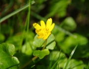 Scharbockskraut (Ficaria verna)