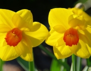 Narzissen (Narcissus)