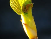 Kletterhortensie (Hydrangea petiolaris)