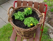 Goldzweizahn (Bidens)